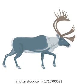 Moose Animal Cartoon Character Template Collection