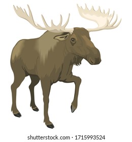 Moose Animal Cartoon Character Template Collection