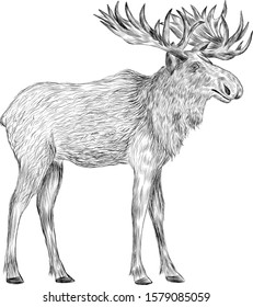 moose animal in forest vector black and white
