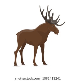 Moose with big antlers, isolated elk animal. Vector cartoon wild animal with antlers