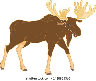 Moose cartoon illustration with walking position