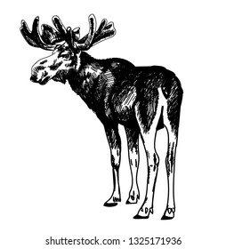 
Moose. Deer With Big Horns. Freehand Drawing. Drawing With Ink, Drawing With A Pen.