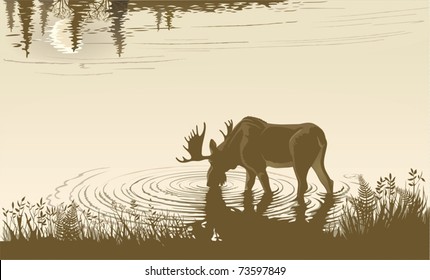 Moose drinking water from a reservoir.