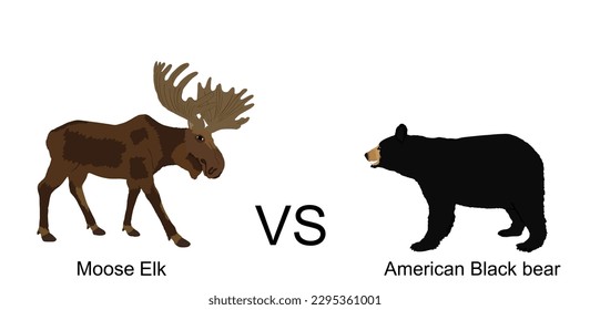 Moose elk against American black bear vector illustration isolated on white background. Battle for life and food against grizzly bear deer elk buck. Powerful huge antlers deer vs predator in forest.