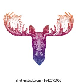 Moose, elk. Hand drawn animal portrait for tattoo, tee, emblem, badge, logo, patch