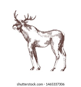 Moose or elk hand drawn with contour lines on white background. Monochrome sketch drawing of wild forest herbivorous animal with antlers. Realistic vector illustration in vintage etching style.
