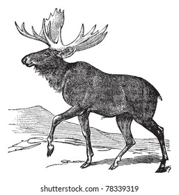 Moose or Eurasian Elk or Alces alces, vintage engraving. Old engraved illustration of a Moose. Trousset Encyclopedia