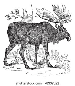 Moose or Eurasian Elk or Alces alces, vintage engraving. Old engraved illustration of a Moose. Trousset Encyclopedia