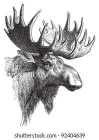 Moose or Eurasian elk (Alces alces) / vintage illustration from Meyers Konversations-Lexikon 1897