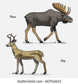 moose or eurasian elk and stag or deer, hand drawn, engraved wild animals in vintage or retro style, zoology set