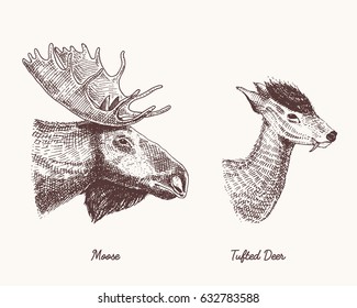 moose or eurasian elk, tufted deer vector hand drawn illustration, engraved wild animals with antlers or horns vintage looking heads side view