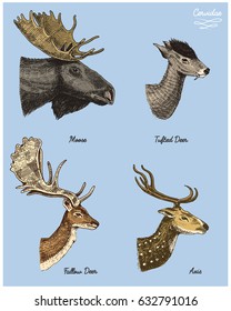 moose or eurasian elk, tufted deer, roe or doe, axis vector hand drawn illustration, engraved wild animals with antlers or horns vintage looking heads side view