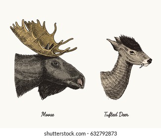 moose or eurasian elk, tufted deer vector hand drawn illustration, engraved wild animals with antlers or horns vintage looking heads side view