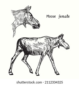Moose female collection  standing   head side view  Ink black   white doodle drawing in woodcut style 
