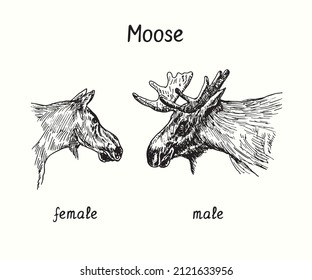 Moose female   male collection  head  side view  Ink black   white doodle drawing in woodcut style 