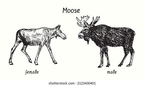 Moose female   male collection  standing side view  Ink black   white doodle drawing in woodcut style 