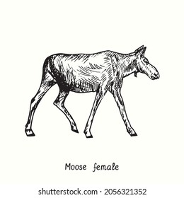 Moose female standing side view  Ink black   white doodle drawing in woodcut style 