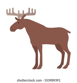 Moose flat style vector. Wild herbivorous animal. Northern fauna species. Elk with horns. For nature concepts, children's books illustrating, printing materials. Isolated on white background