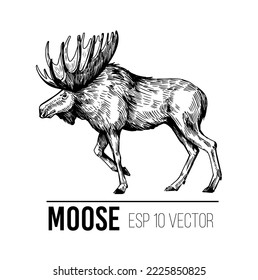 Moose. hand drawn illustration. Vector sketch 