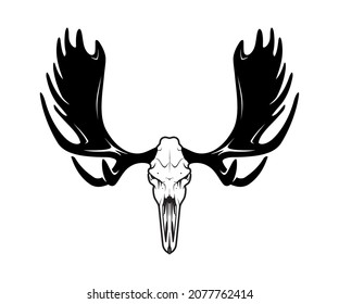 Moose Head Animal Skull, Front View Illustration