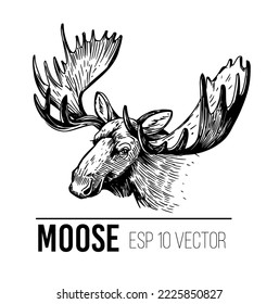 Moose head. hand drawn illustration. Vector sketch 