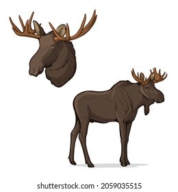 Moose and moose head isolated on white background. ​Color vector illustration.