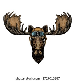 Moose head. Portrait of funny animal. Vintage aviator helmet with googles.