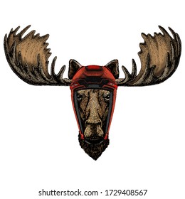 Moose head. Portrait of funny animal.