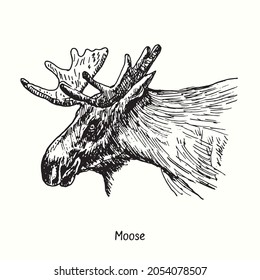 Moose head side view  Ink black   white doodle drawing in woodcut style 