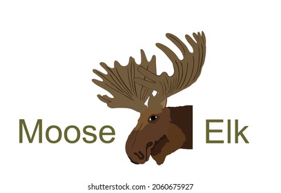 Moose head vector illustration isolated on white background. Elk buck. Powerful deer with huge antlers symbol.