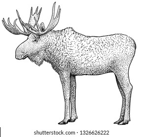 Moose Illustration, Drawing, Engraving, Ink, Line Art, Vector