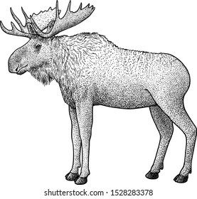 Moose illustration, drawing, engraving, ink, line art, vector