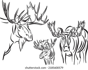 moose illustration wild life mammal animal nature vector