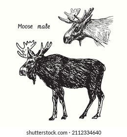 Moose male collection  standing   head side view  Ink black   white doodle drawing in woodcut style 