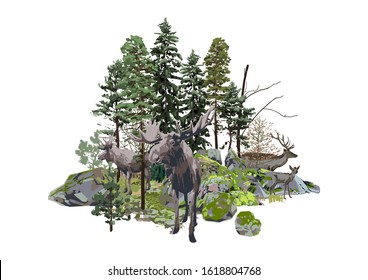 Moose and reindeers walking among the coniferous trees and the rocks, covered with the green moss. Vector natural illustration isolated on white background