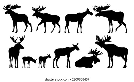 Moose set. Hombres y mujeres adultos mayores. Cubos de alce. Foto de silueta. Animales en estado salvaje. Aislado sobre fondo blanco. Vector