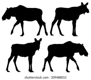 Download Female Moose Silhouette High Res Stock Images Shutterstock