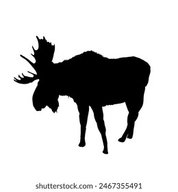 moose silhouette	 - vector illustration