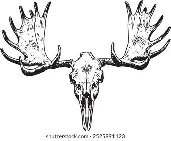 Moose skull - hand drawn vector illustration