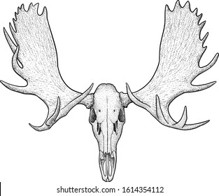 
Moose skull illustration, drawing, engraving, ink, line art, vector