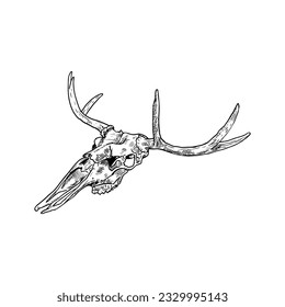 Moose skull illustration. Isolated on white. Hand-drawn style.