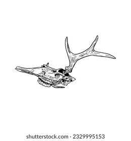 Moose skull illustration. Isolated on white. Hand-drawn style.