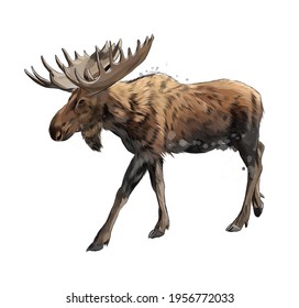 Moose from a splash of watercolor, colored drawing, realistic. Vector illustration of paints