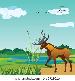 Moose standing in the forest, nature river landscape in background vector.