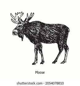 Moose standing side view  Ink black   white doodle drawing in woodcut style 