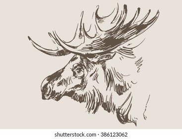 moose vector, hand draw sketch 