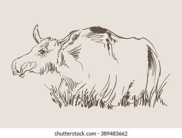 moose vector, hand draw sketch 