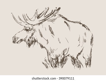 moose vector, hand draw sketch 