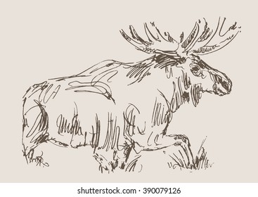 moose vector, hand draw sketch 