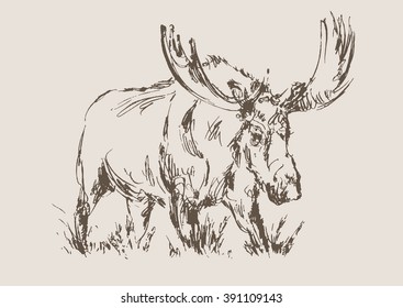 moose vector, hand draw sketch 